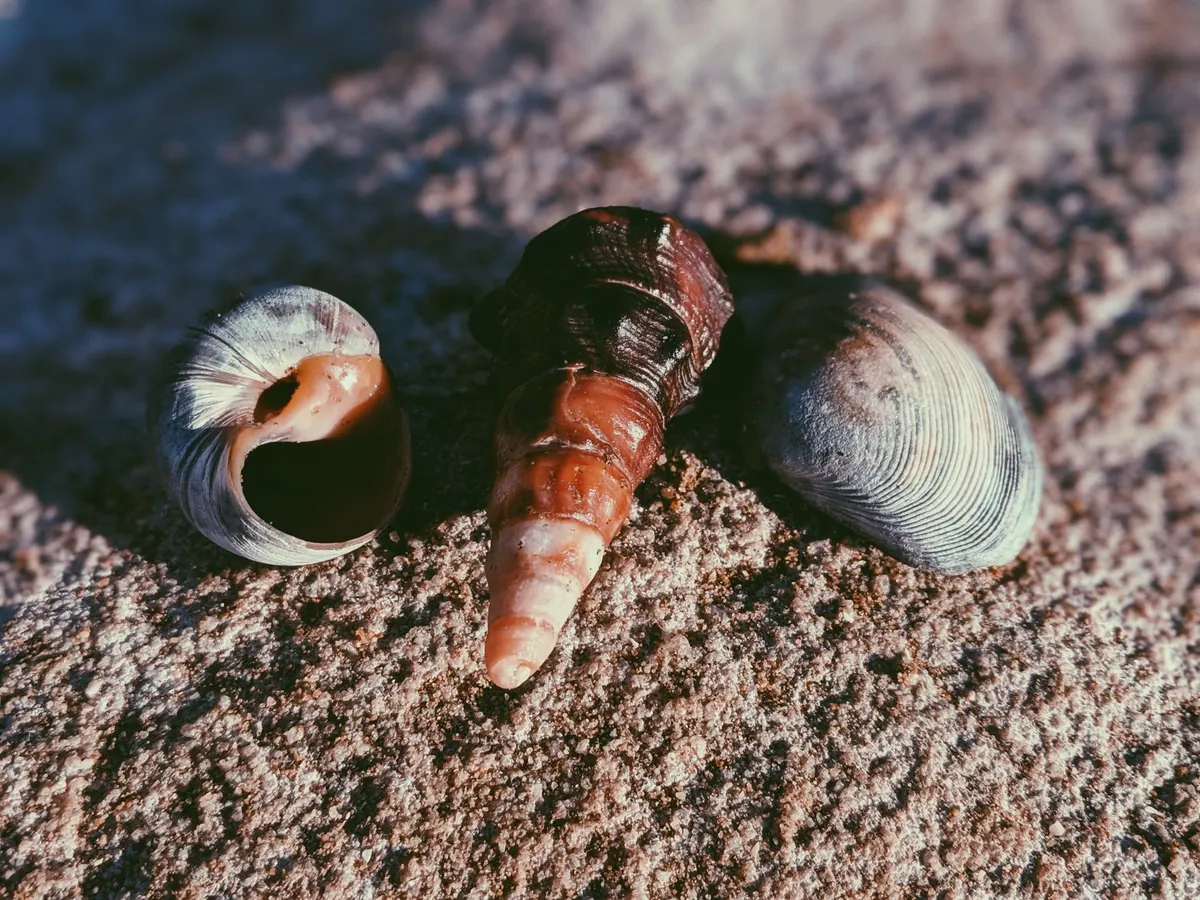 A Beginner's Guide to UK Seashells and Beachcombing Finds