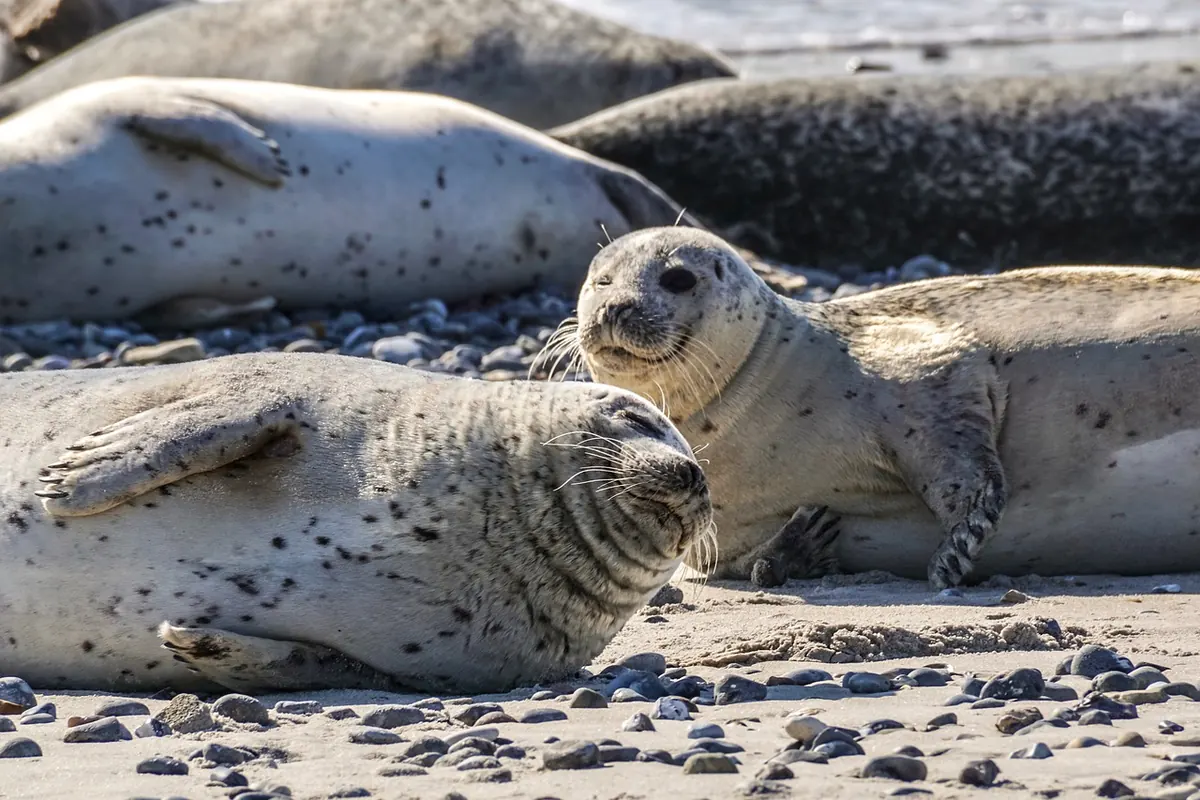 How to Spot Seals, Seabirds and Shore Crabs on a UK Coastal Walk